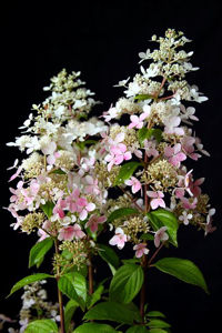 Obraz Hydrangea